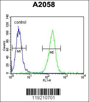 MOBKL1B Antibody