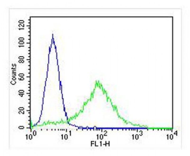 CYK18 Antibody