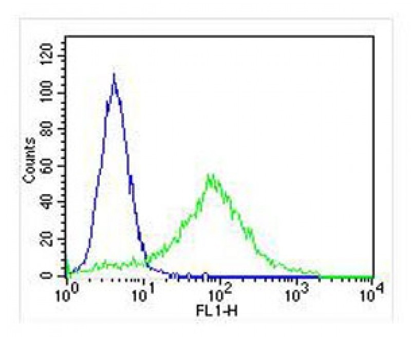 KRT18 Antibody