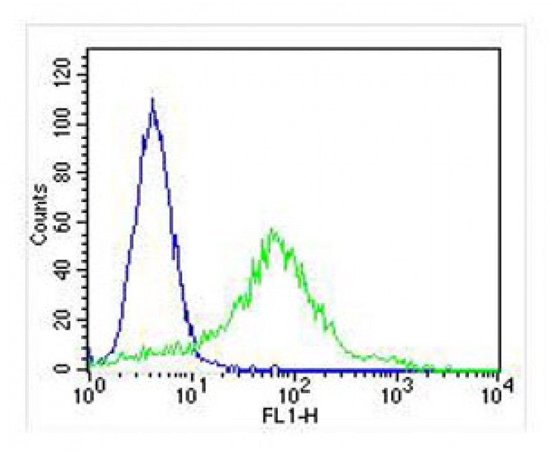 KRT18 Antibody