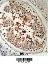 SERPINH1 Antibody