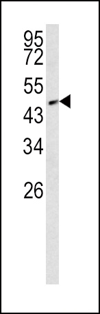 SMAD2 Antibody