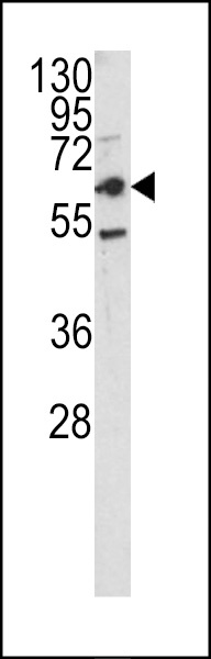CEACAM1 Antibody