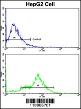 CEACAM1 Antibody