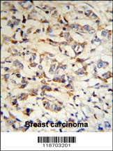 CPN2 Antibody