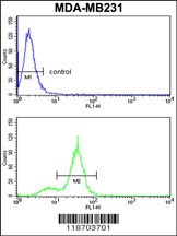 CPN2 Antibody