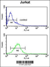 MYO1A Antibody