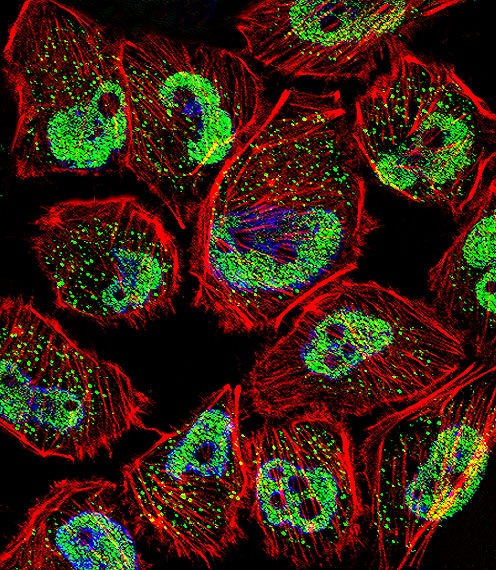 KLF5 Antibody