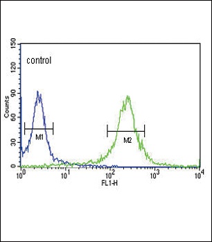 KLF5 Antibody