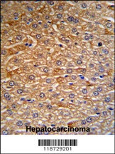 HRG Antibody