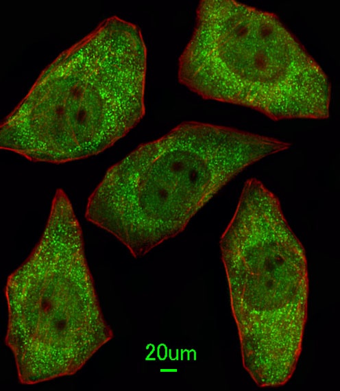 MSRA Antibody