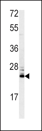 MSRA Antibody