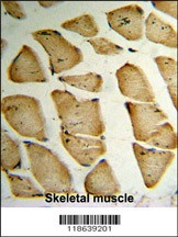 MFAP5 Antibody