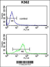 MFAP5 Antibody