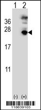 MFAP5 Antibody