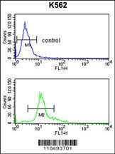 SERPINF1 Antibody