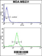 SERPINA3 Antibody