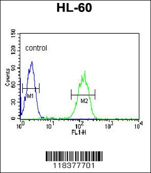 CA5B Antibody