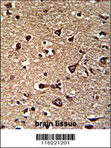 GLRX2 Antibody