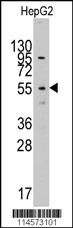 LAP3 Antibody