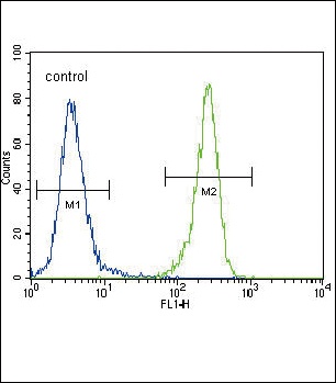 DDR1 Antibody