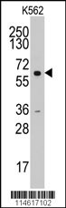 CCNA2 Antibody