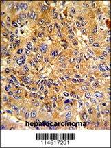 CCNA2 Antibody