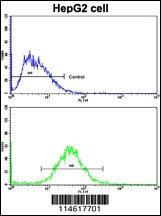 CCNA2 Antibody