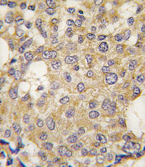 Parg Antibody