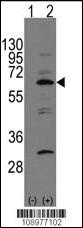 NAE1 Antibody