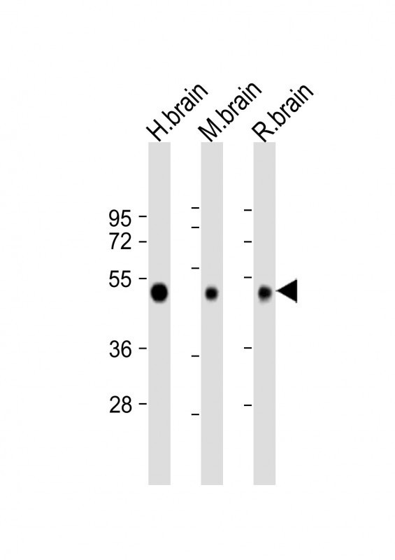 NPTX1 Antibody