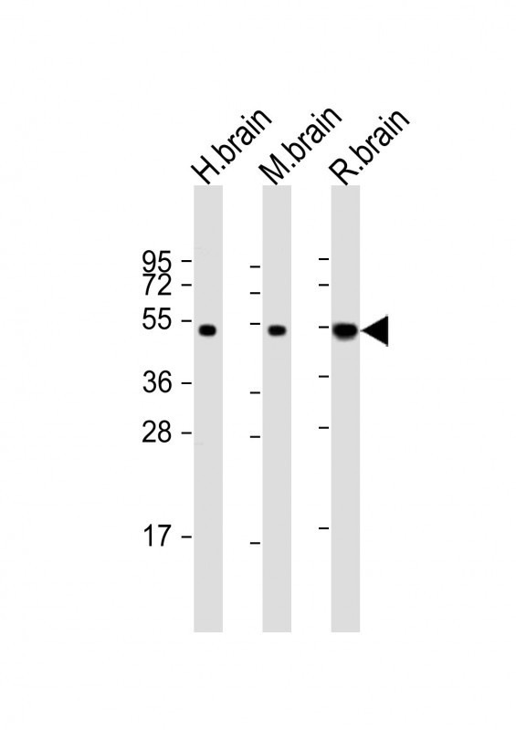 NPTX1 Antibody