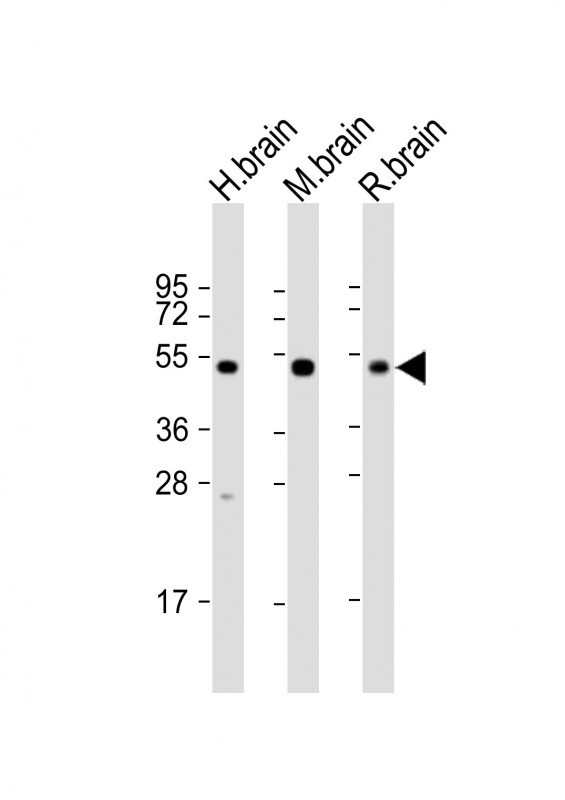 NPTX1 Antibody