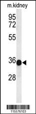 PHB2 Antibody