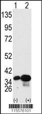 PHB2 Antibody