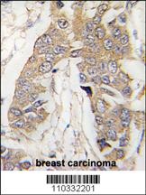 CASC3 Antibody