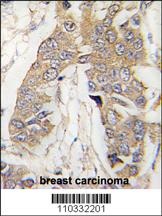 Casc3 Antibody