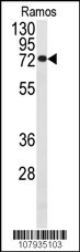 CDC25B Antibody