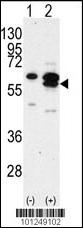 CAMK1G Antibody