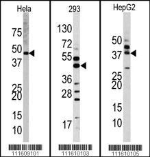 MAPK1 Antibody
