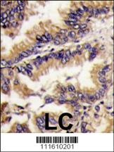 MAPK1 Antibody