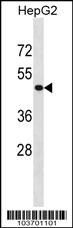 PHKG2 Antibody