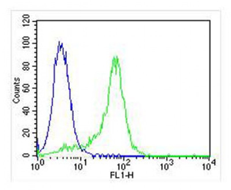 MAPK14 Antibody