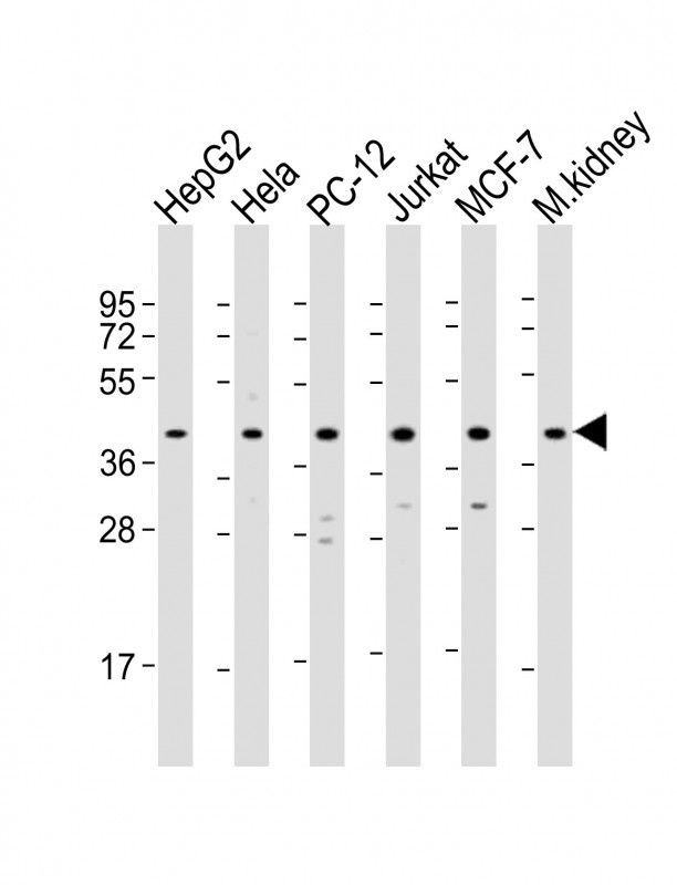 MAPK14 Antibody