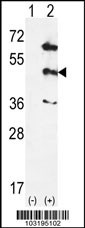 MAPK12 Antibody