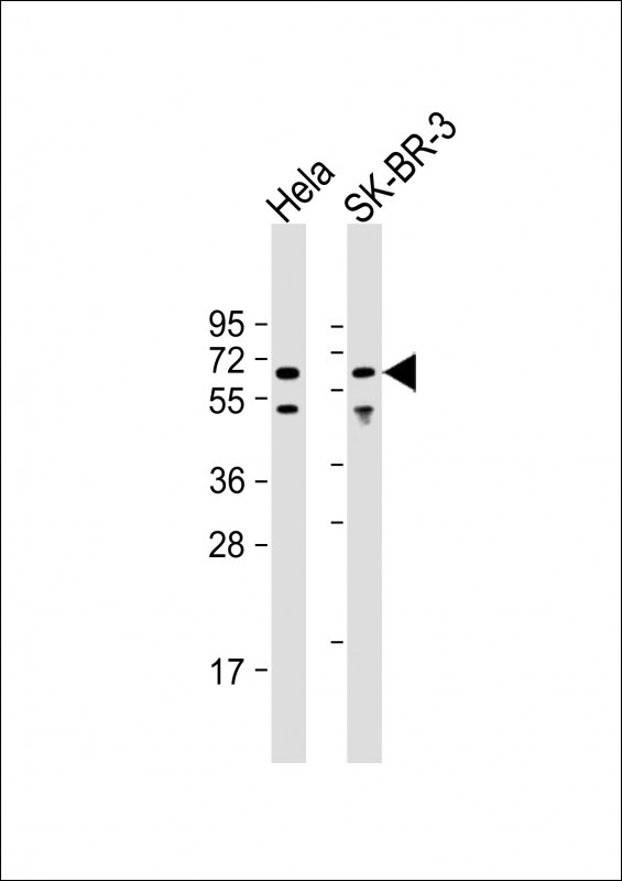 AMPK alpha 1 Antibody