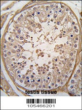 PGK2 Antibody