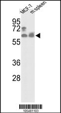 PANK1 Antibody