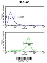 MASTL Antibody