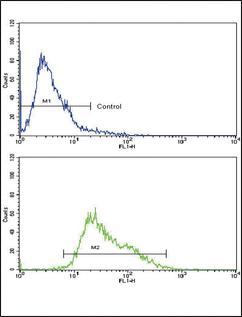 AMHR2 Antibody